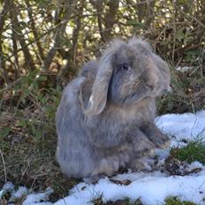 Kanin Voerladegaards Blue