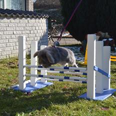 Kanin Voerladegaards Blue