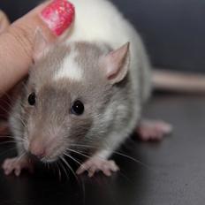 Tamrotte Hell´s Rufio the Magnificent