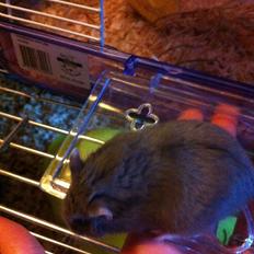 Dværghamster Frikadelja