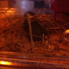 Dværghamster Frikadelja