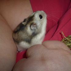 Dværghamster "Vinterhvid" | Willow