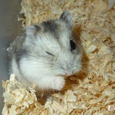 Dværghamster "Vinterhvid" | Willow