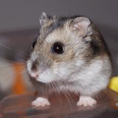 Dværghamster Fifi † DØD 27.05.2013 †