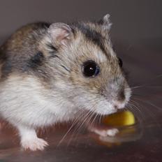 Dværghamster Fifi † DØD 27.05.2013 †