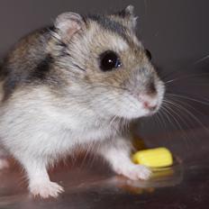 Dværghamster Fifi † DØD 27.05.2013 †