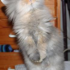 Kanin | Tigerdyret Zoey