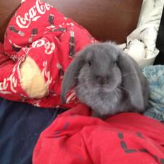 Kanin Molli Flyttet med min X :-(   D, 12/4 14