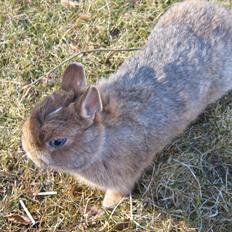 Kanin Ahrenkiels Twister