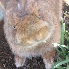 Kanin Ahrenkiels Twister