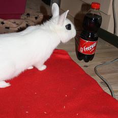 Kanin Little Miss Valentine (Hermelin)