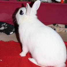 Kanin Little Miss Valentine (Hermelin)