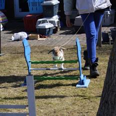 Kanin Rådved Nygård´s Bumblebee