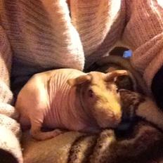 Marsvin Skinny -Lille blege Johnny