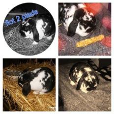 Kanin  Dværgvædder la chica cool lakrids 