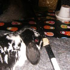 Kanin  Dværgvædder la chica cool lakrids 