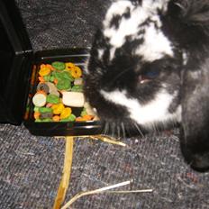 Kanin  Dværgvædder la chica cool lakrids 