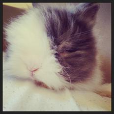 Kanin Xenius Von Den Treenehasen