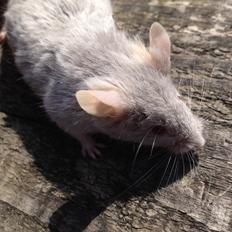 Mus Perle / Tanja Juinor