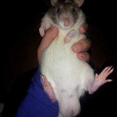 Tamrotte Hell´s Rufio the Magnificent