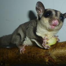 Sugar glider | Suki