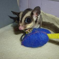 Sugar glider | Suki