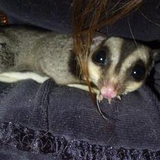Sugar glider | Suki