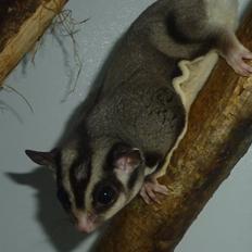 Sugar glider | Liam