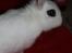 Kanin Little Miss Valentine (Hermelin)