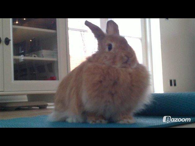 Kanin Tulle billede 2