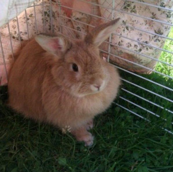 Kanin Tulle billede 3