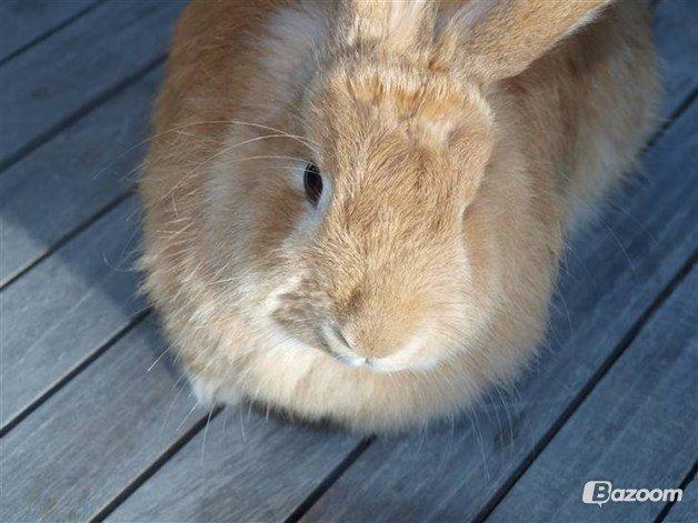 Kanin Tulle billede 5