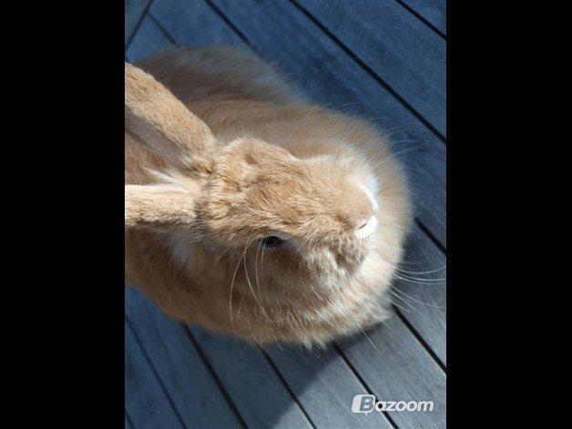 Kanin Tulle billede 7