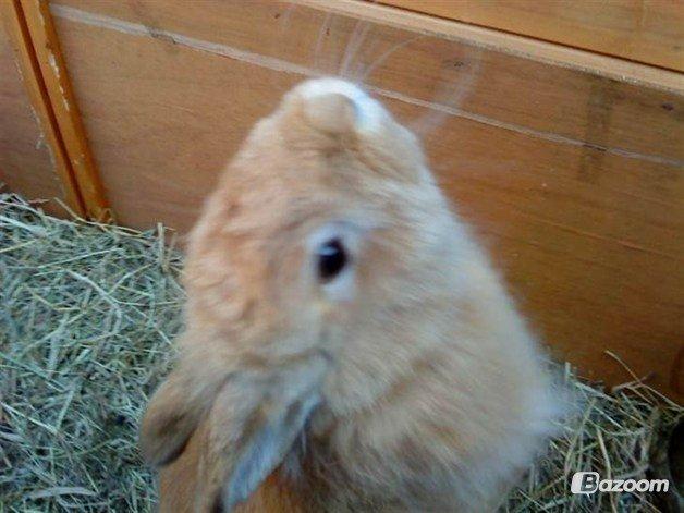 Kanin Tulle billede 15