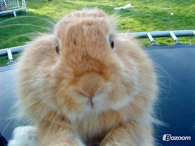 Kanin Tulle billede 16