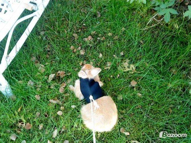 Kanin Tulle billede 20