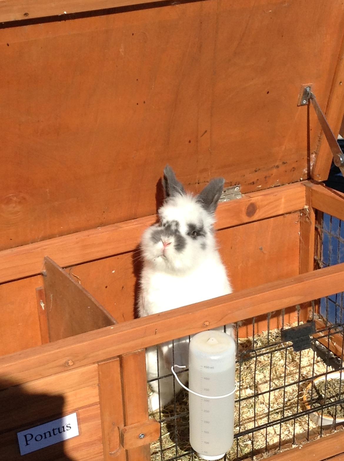 Kanin Pontus - Goddag og velkommen til min profil billede 1