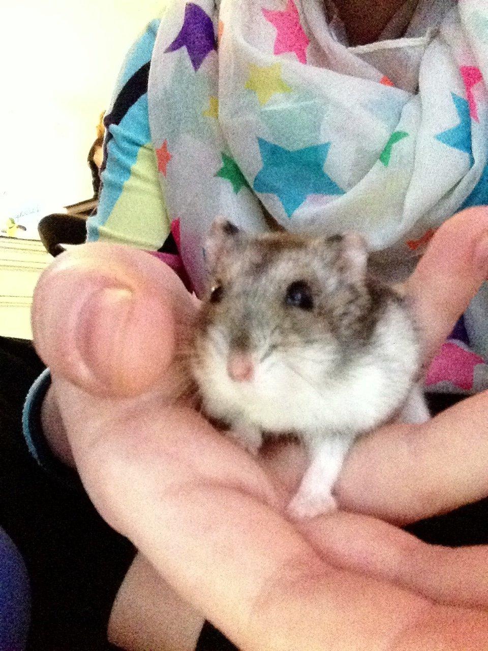 Hamster Nugga billede 7