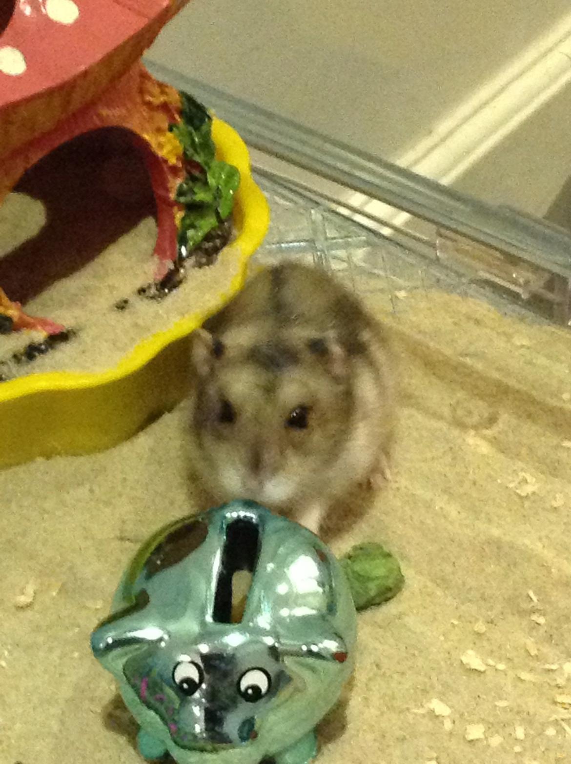 Hamster Nugga billede 8