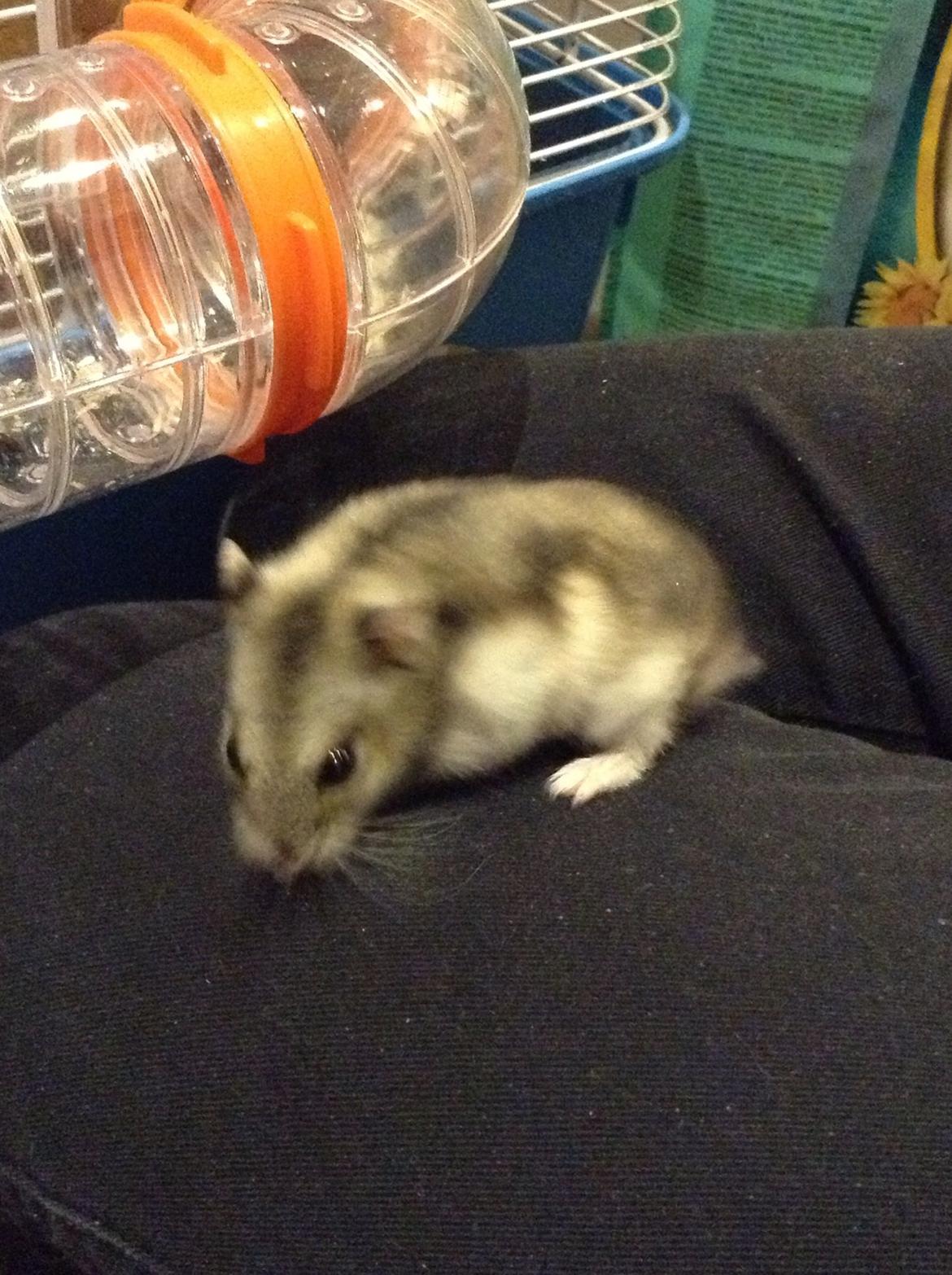 Hamster Nugga billede 9