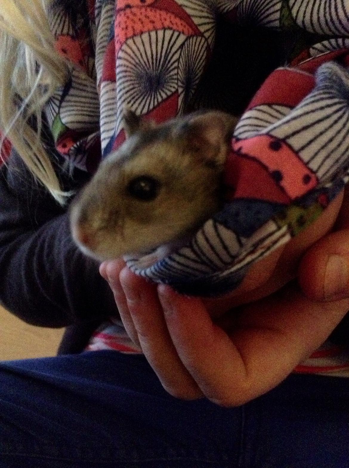 Hamster Nugga billede 11