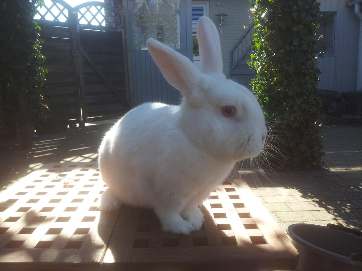 Kanin Lula billede 2