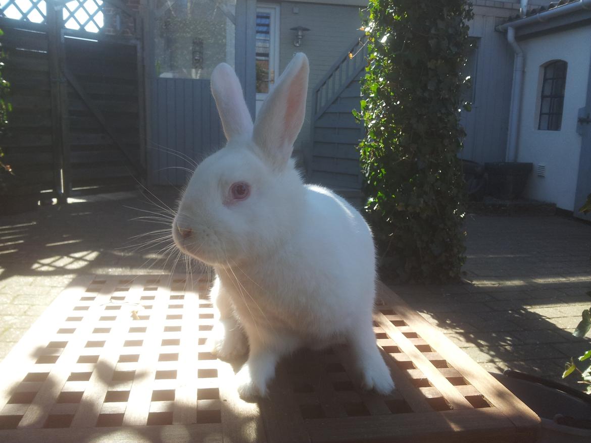 Kanin Lula billede 1