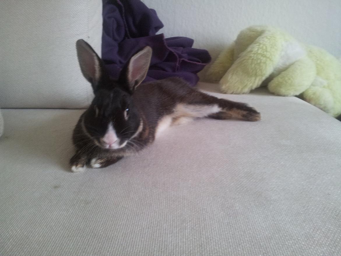 Kanin Boysen billede 16