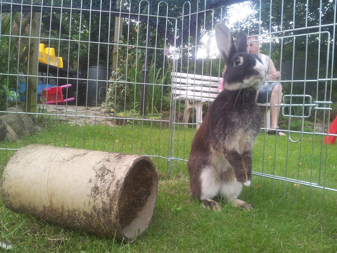 Kanin Boysen billede 17