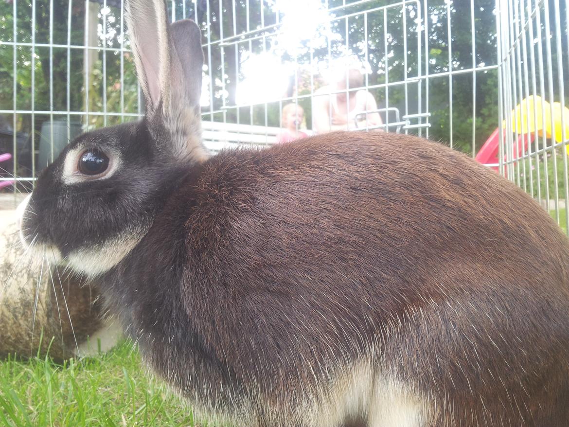 Kanin Boysen billede 18