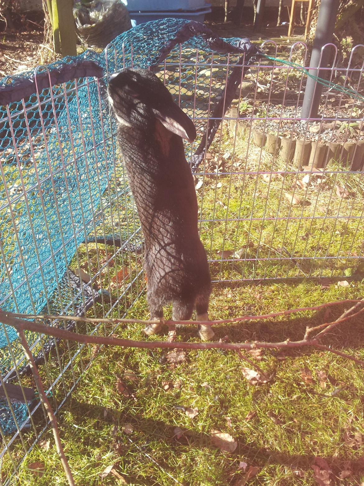 Kanin Boysen billede 19