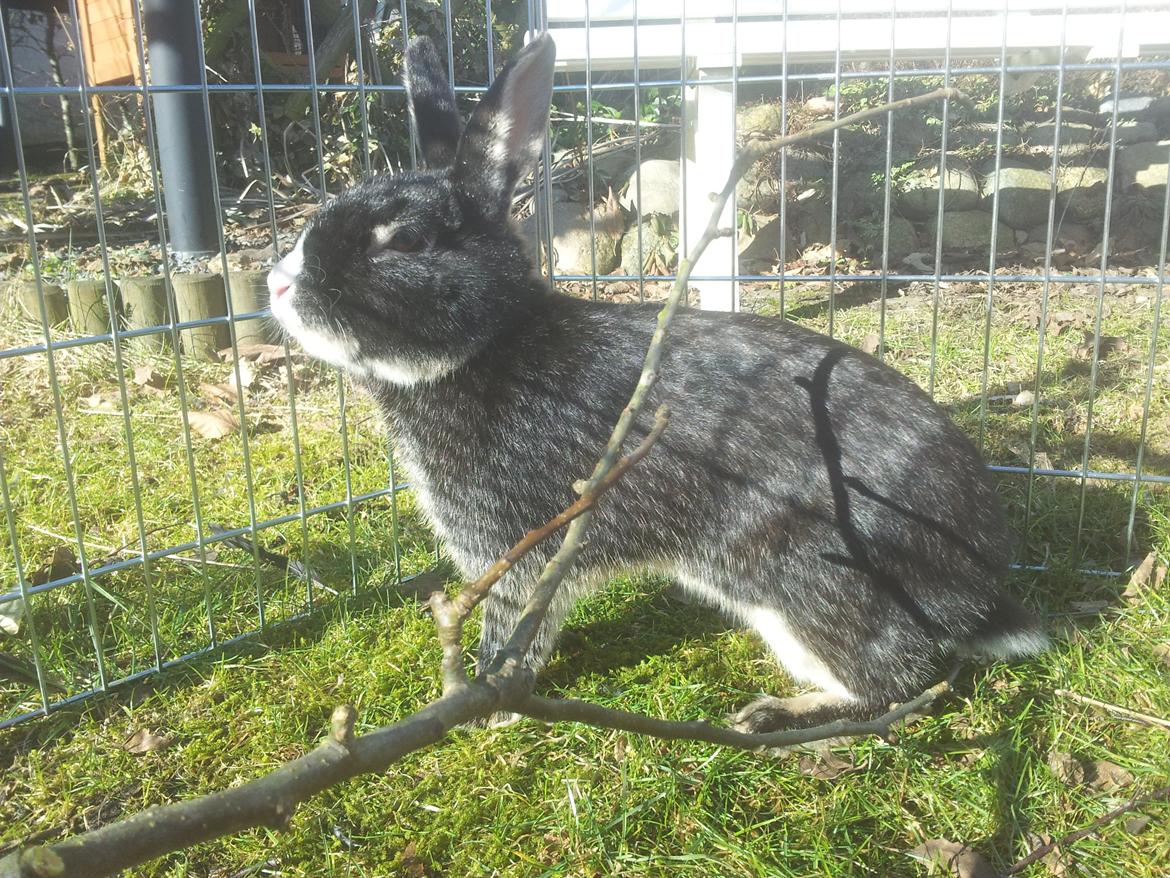 Kanin Boysen billede 20