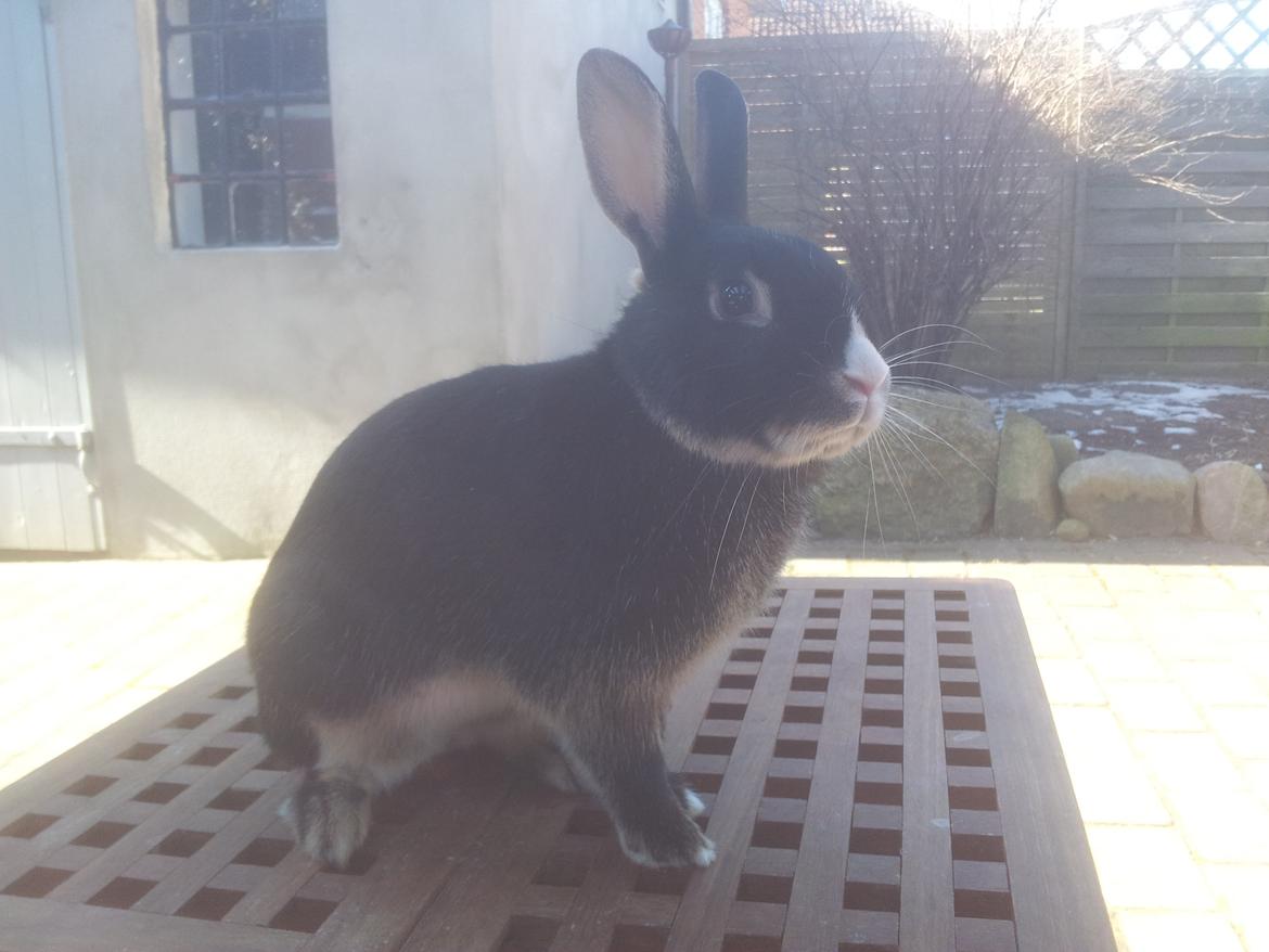 Kanin Boysen billede 1