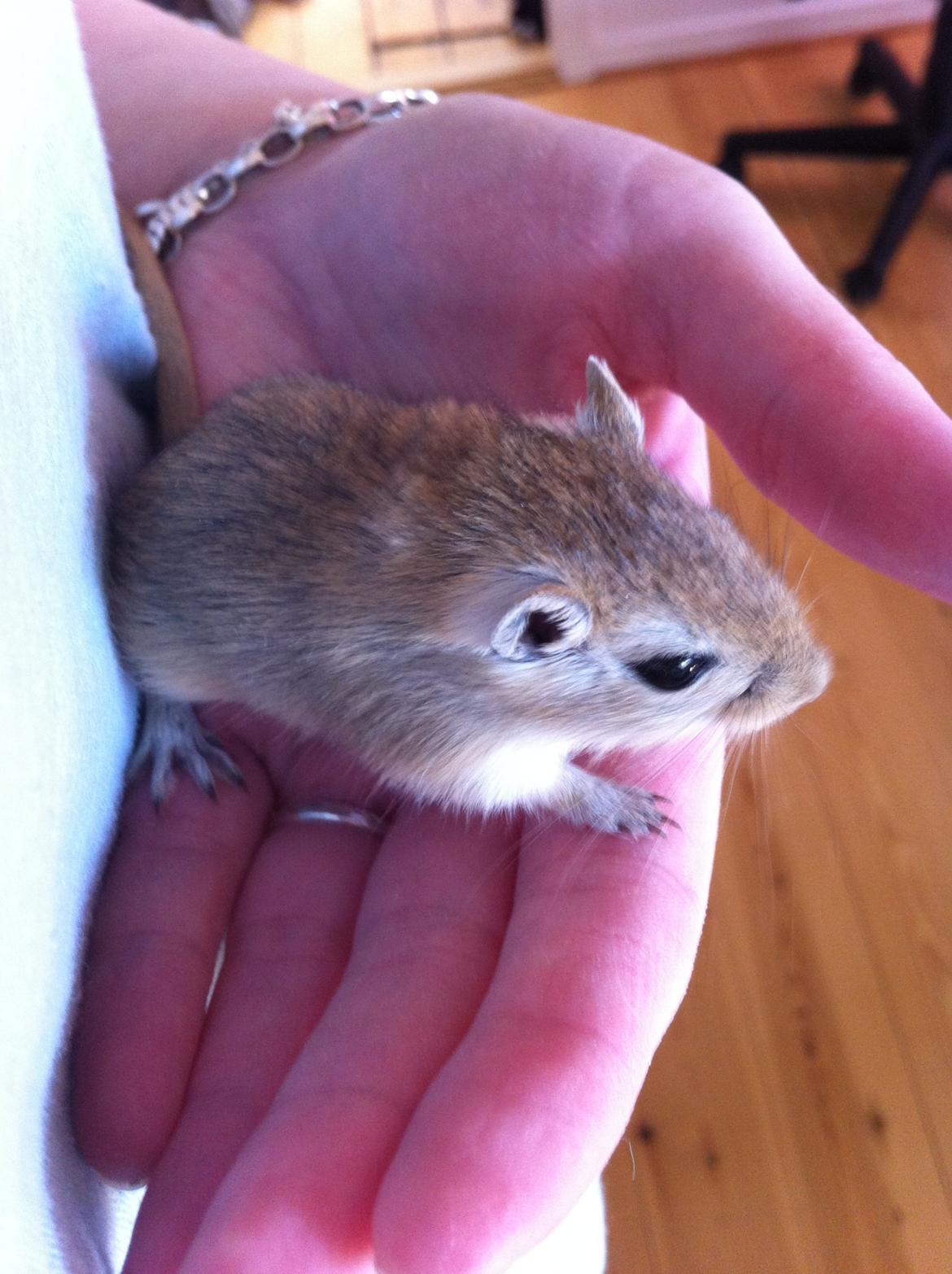 Ørkenrotte Aibu [tidligere gnaver] billede 1